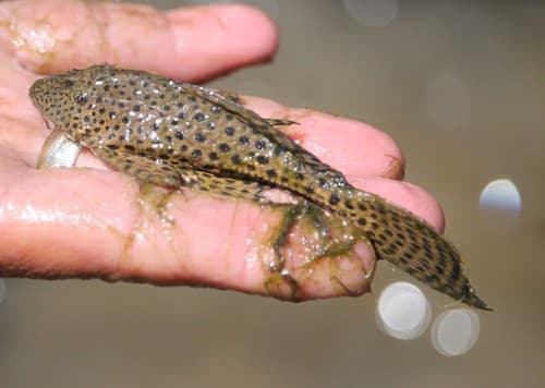 Blackdotted King Pleco