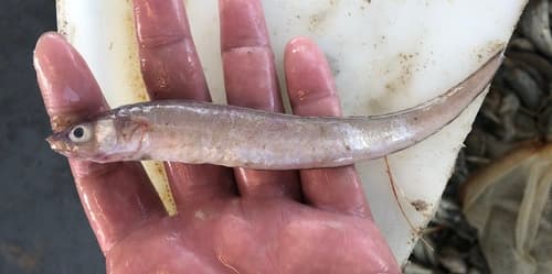 Blackedge Cusk-eel