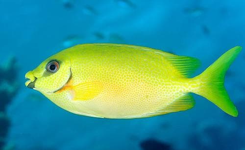 Blackeye Rabbitfish