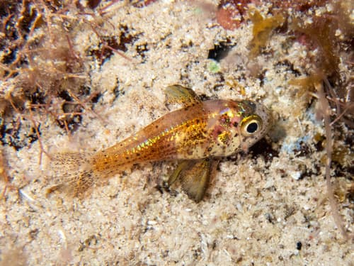 Blackfin Cardinalfish