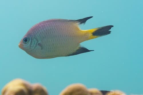 Blackfin Damselfish