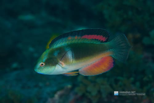 Blackfin Fairy Wrasse