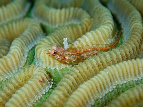 Blackfin Glass Blenny