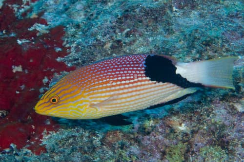 Blackfin Hogfish