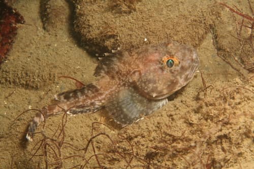 Blackfin Sculpin