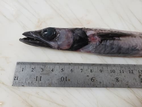 Blackfin Waryfish