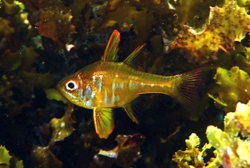 Blackfoot Cardinalfish