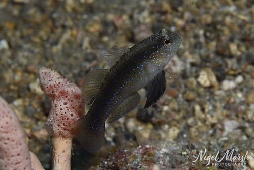 Blackfoot Goby