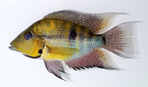 Blackgullet Cichlid