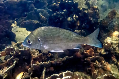 Blackhead Seabream