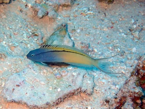 Blackline Fangblenny