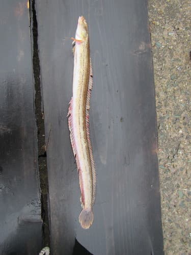 Blackline Prickleback