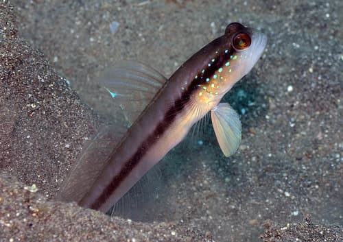 Blackline Shrimpgoby