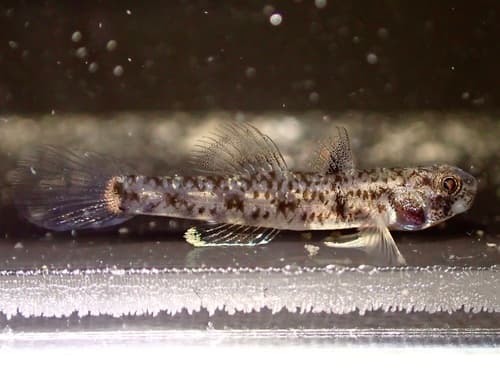 Blackline Snubnose Goby