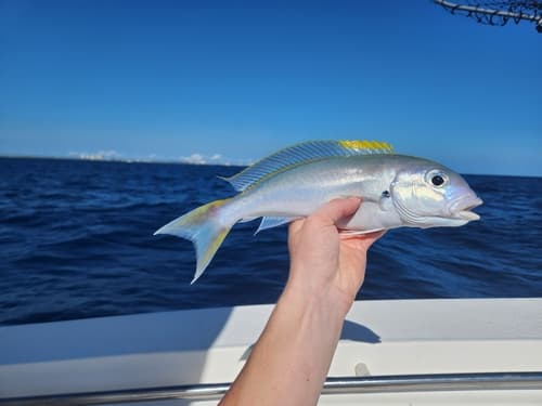 Blackline Tilefish