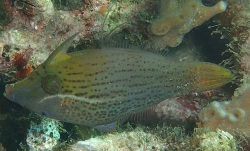 Blacklined Leatherjacket