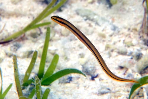 Blacklined Wormfish