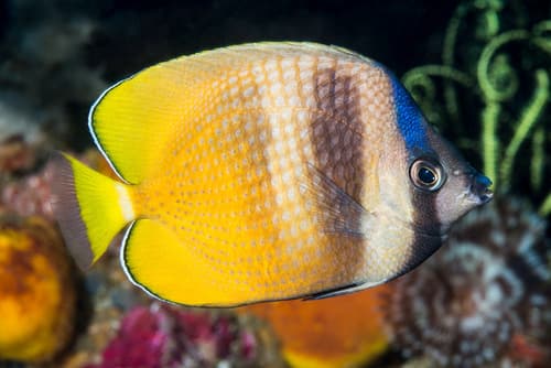 Blacklip Butterflyfish