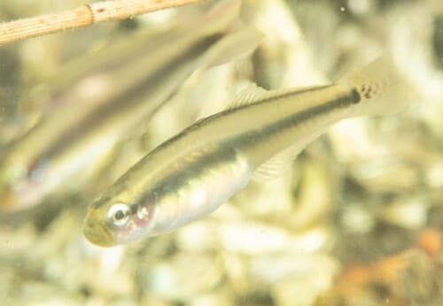 Blackmargin Dartfish