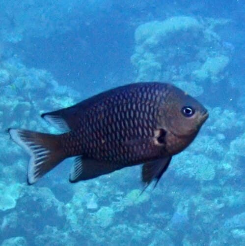 Blackray Damselfish