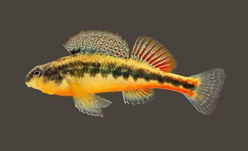 Blackside Snubnose Darter