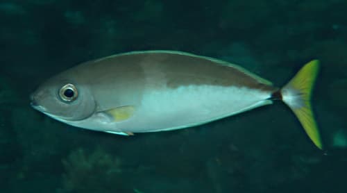 Blackspine Unicornfish