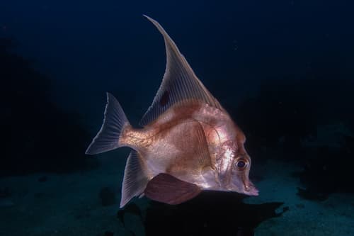 Blackspot Boarfish