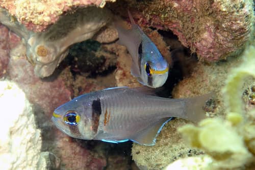 Blackspot Cardinalfish