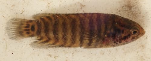 Blackspot Climbing Perch