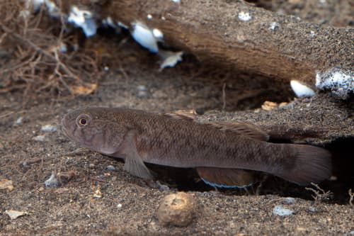 Blackspot Mangrovegoby