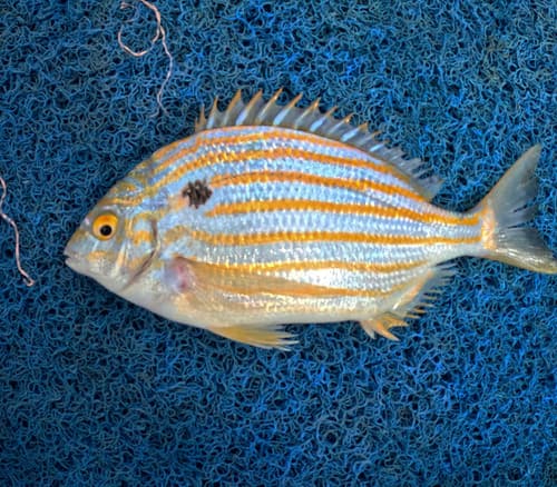 Blackspot Porgy