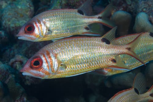 Blackspot Squirrelfish