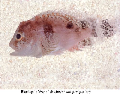 Blackspot Waspfish