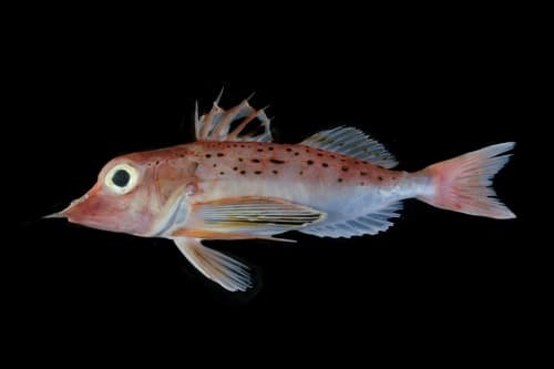 Blackspotted Gurnard