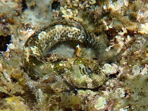 Blackspotted Rockskipper