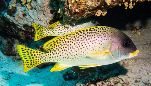 Blackspotted Rubberlip