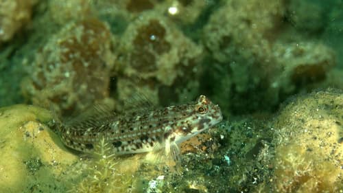 Blackspotted Sandgoby