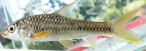 Blackstripe Barb