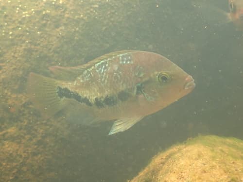 Blackstripe Cichlid