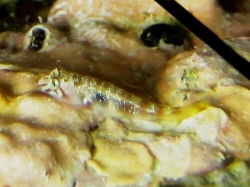 Blackstripe Clingfish