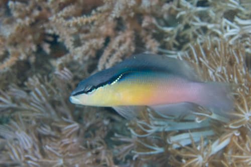 Blackstripe Dottyback
