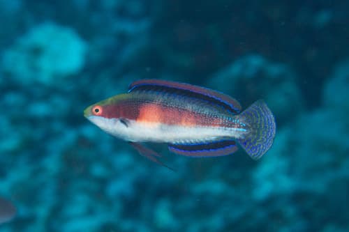 Blackstriped Wrasse