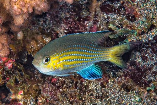 Blacktail Chromis