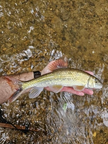 Blacktail Redhorse