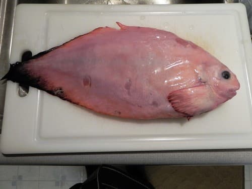 Blacktail Snailfish