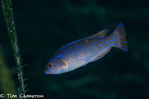Blacktailed Wrasse