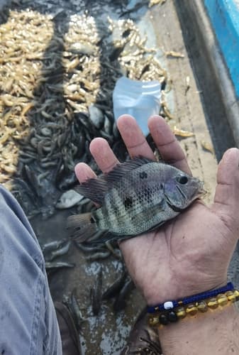 Blackthroat Cichlid