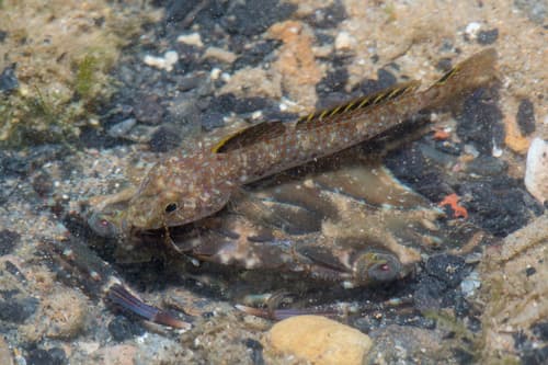 Blackthroat Goby