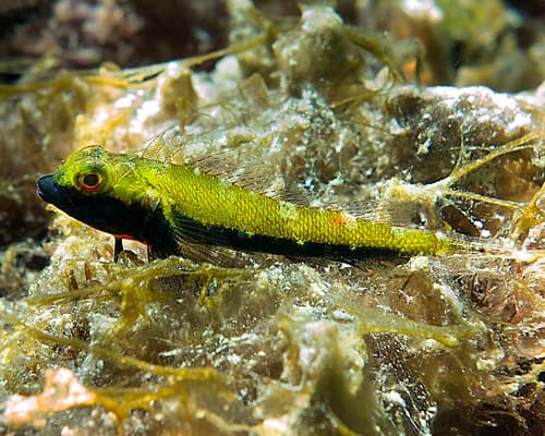 Blackthroat Threefin