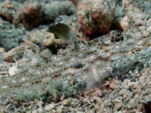 Blacktip Sandgoby